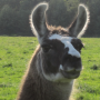 Llama's Avatar